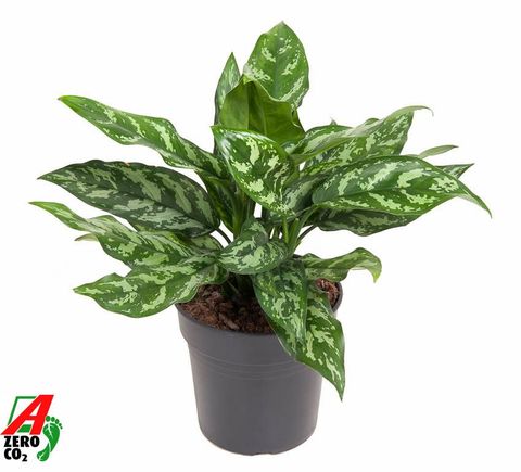 Aglaonema 'Maria'