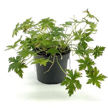 Geranium x oxonianum 'Rose Clair'