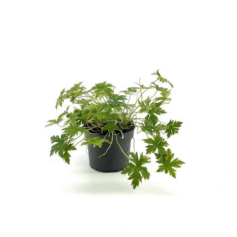 Geranium x oxonianum 'Rose Clair'