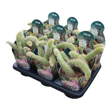 Hildewintera colademononis