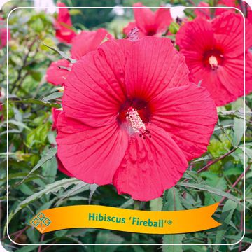 Hibiscus 'Fireball'