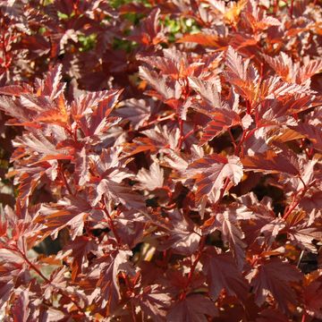 Physocarpus opulifolius LITTLE ANGEL