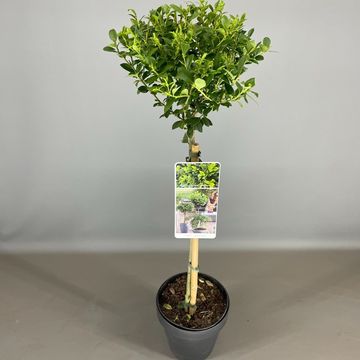 Ilex crenata 'Maxima'