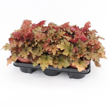 Heuchera CREME BRULEE