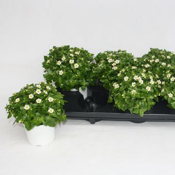 Exacum affine 'White Star'