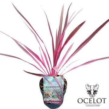 Cordyline australis PINK PASSION