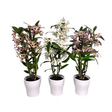 Dendrobium Orkide () Dendrobium Orkide