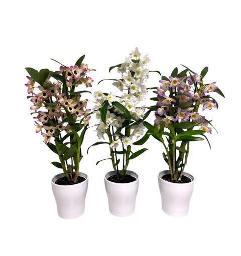 Dendrobium nobile MIX