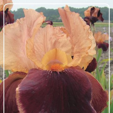 Iris 'Cimarron Strip'