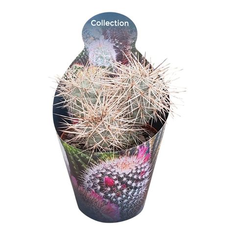 Tephrocactus alexanderi