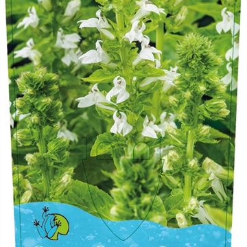 Lobelia siphilitica 'Alba'
