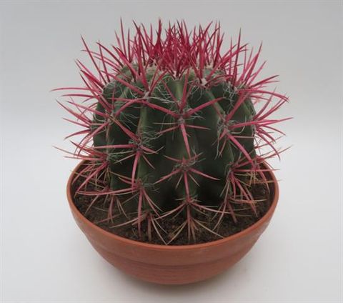 Ferocactus pilosus