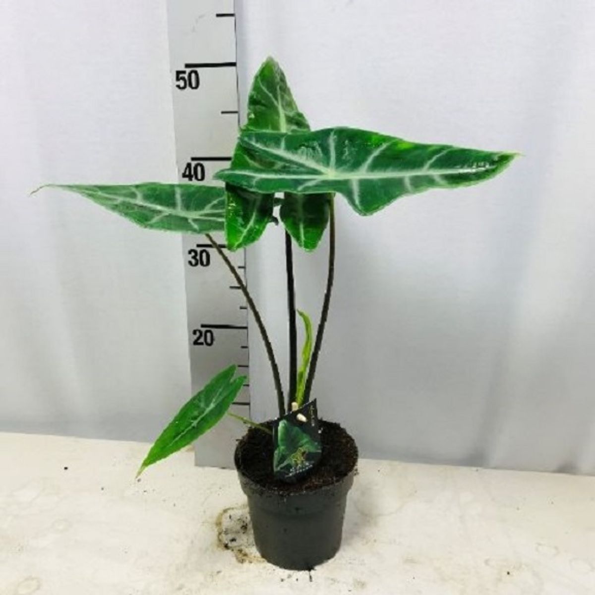 Alocasia longiloba — Mayorista de plantas FlorAccess