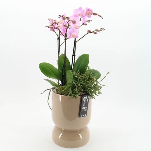 Arrangement Phalaenopsis