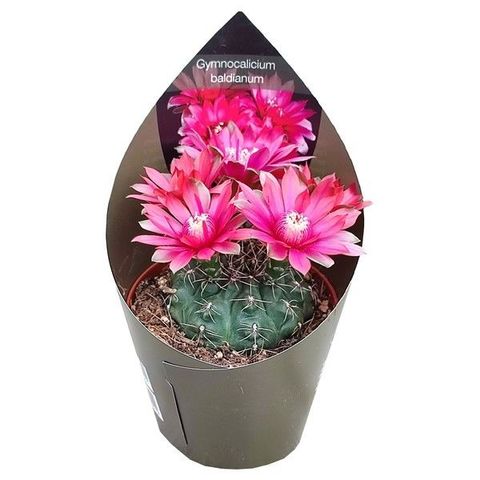 Gymnocalycium baldianum