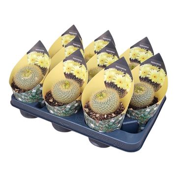 Notocactus graessneri