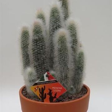 Austrocephalocereus dybowskii