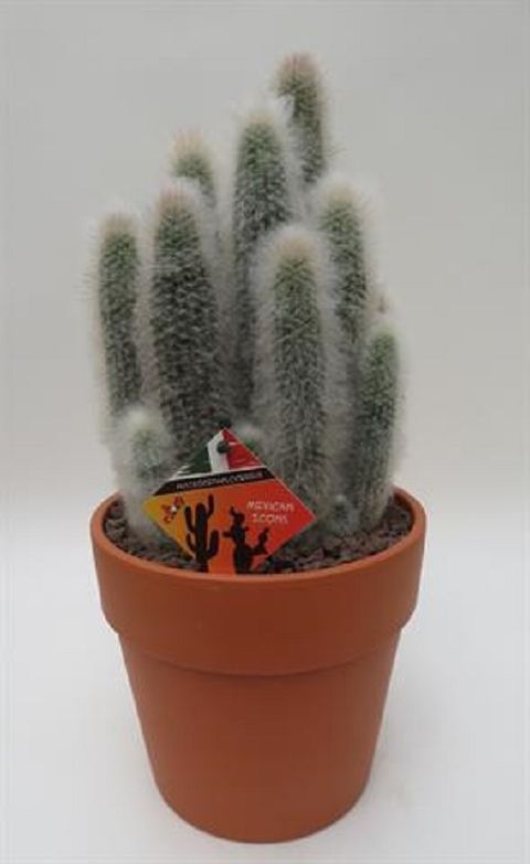 Austrocephalocereus dybowskii