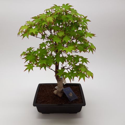 Acer palmatum 'Tsumabeni'