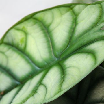 Alocasia 'Silver Dragon'