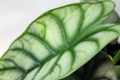 Alocasia 'Silver Dragon'