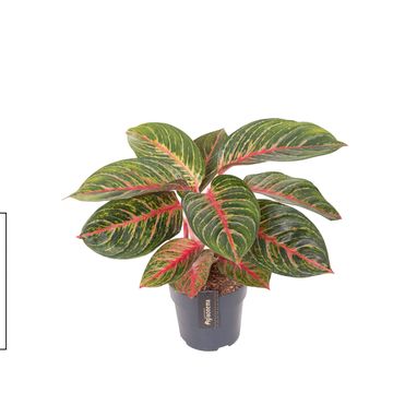 Аглаонема 'Olive Red'