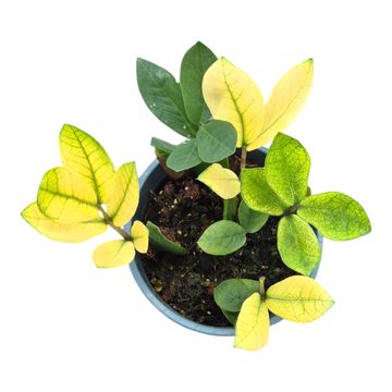 Zamioculcas zamiifolia 'Chameleon'