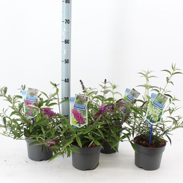 Buddleja FREE PETITE MIX