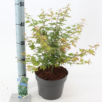 Acer palmatum 'Little Princess'