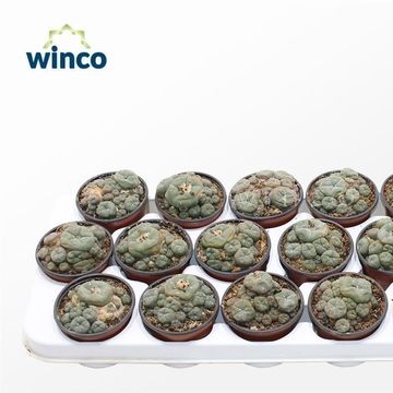 Lophophora williamsii