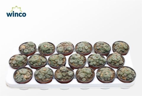 Lophophora williamsii