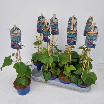 Rhodochiton atrosanguineus