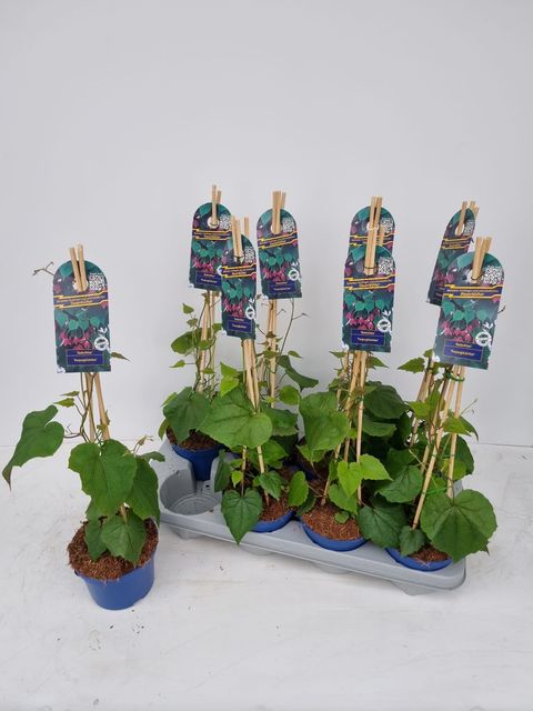 Rhodochiton atrosanguineus