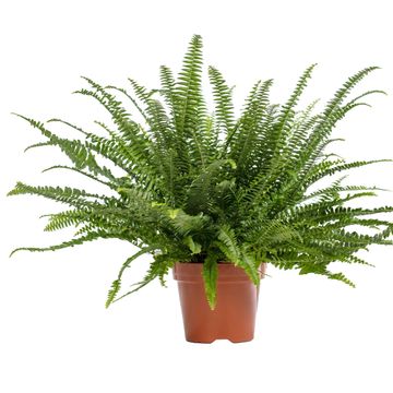 Nephrolepis exaltata 'Green Lady'