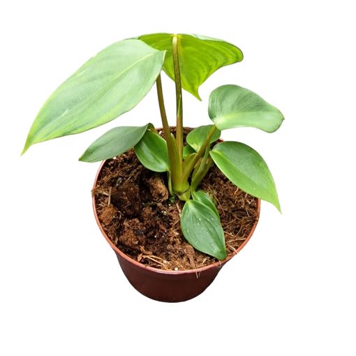 Philodendron 'McDowell'