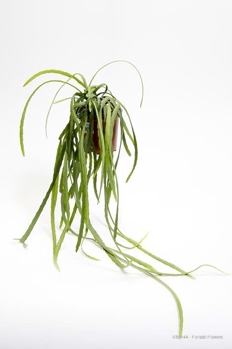 Lepismium bolivianum — Toptan Bitki Satışı FlorAccess