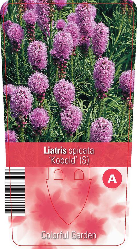 Liatris spicata 'Kobold'