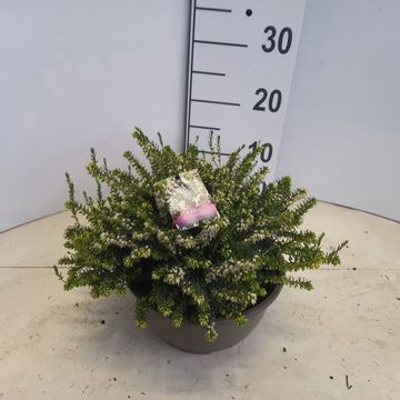 Erica x darleyensis 'White Perfection'