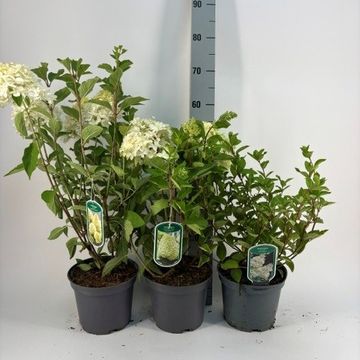 Hydrangea paniculata MIX