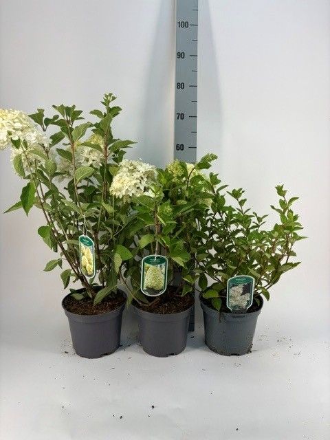 Hydrangea paniculata MIX