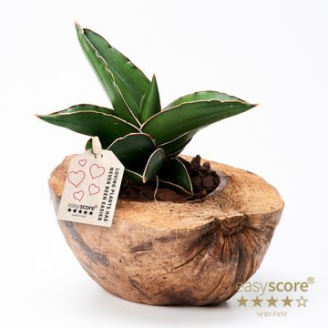 Arrangemang Sansevieria