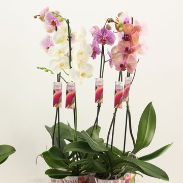 Phalaenopsis MIX