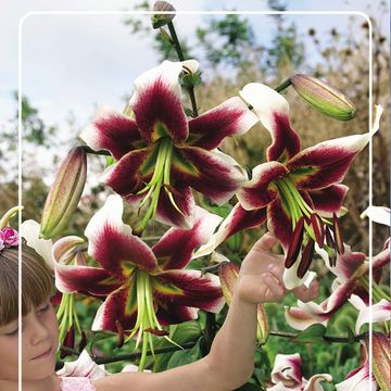 Lilium 'Leslie Woodriff'