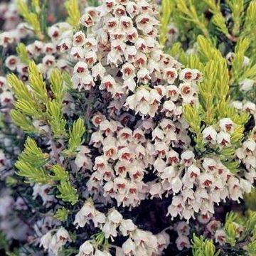 Erica arborea 'Estrella Gold'