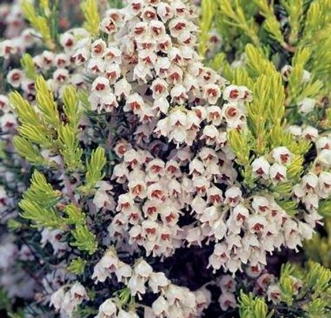 Erica arborea 'Estrella Gold'