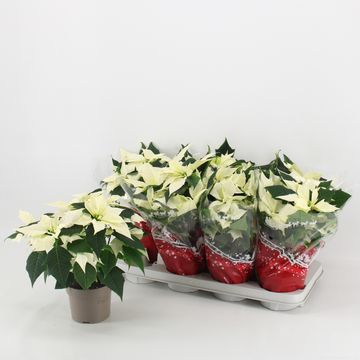 Euphorbia pulcherrima ALASKA