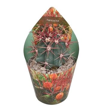 Ferocactus gracilis
