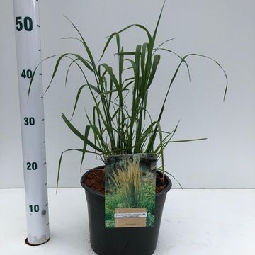 Calamagrostis x acutiflora 'Karl Foerster'