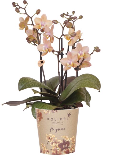Phalaenopsis FRAGRANCE SALMON