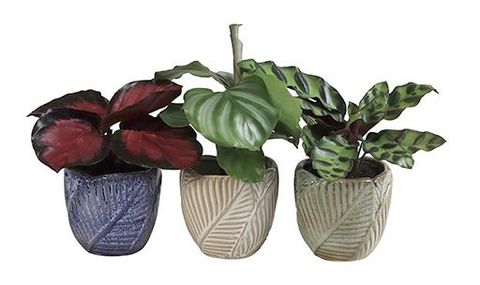 Calathea MIX